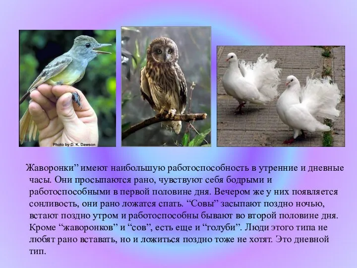 Жаворонки” имеют наибольшую работоспособность в утренние и дневные часы. Они просыпаются