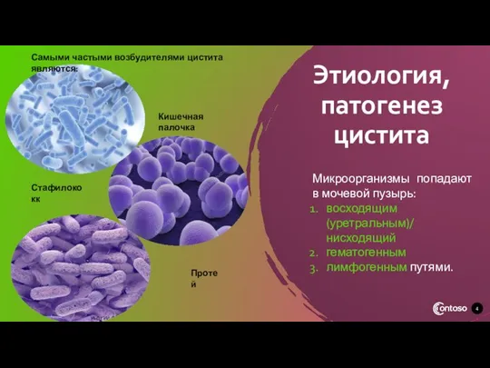 Этиология, патогенез цистита Протей Кишечная палочка Стафилококк Самыми частыми возбудителями цистита