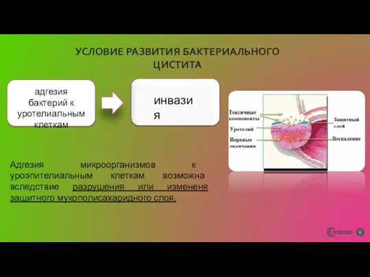 УСЛОВИЕ РАЗВИТИЯ БАКТЕРИАЛЬНОГО ЦИСТИТА адгезия бактерий к уротелиальным клеткам инвазия Адгезия