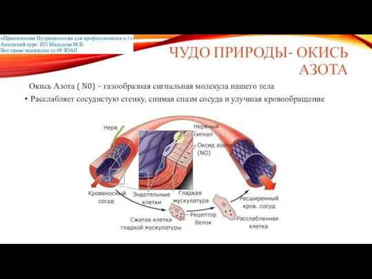 ЧУДО ПРИРОДЫ- ОКИСЬ АЗОТА Окись Азота ( N0) – газообразная сигнальная