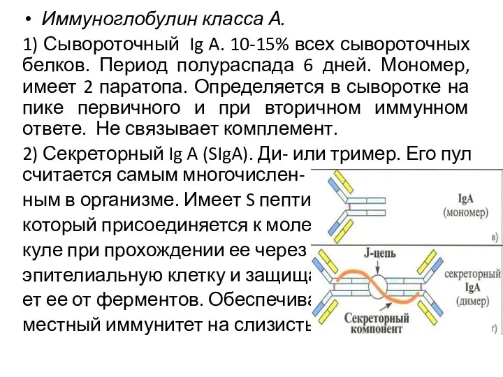 Иммуноглобулин класса А. 1) Сывороточный Ig A. 10-15% всех сывороточных белков.