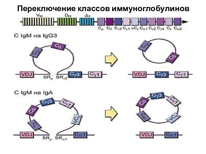 Переключение классов иммуноглобулинов