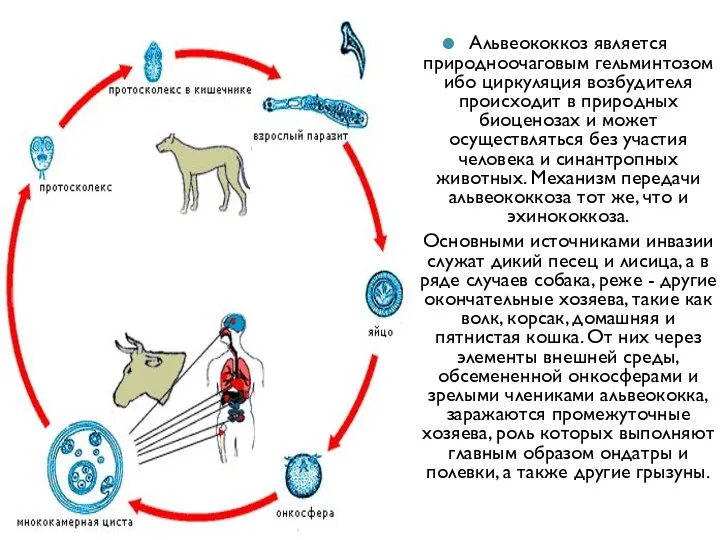 Альвеококкоз является природноочаговым гельминтозом ибо циркуляция возбудителя происходит в природных биоценозах