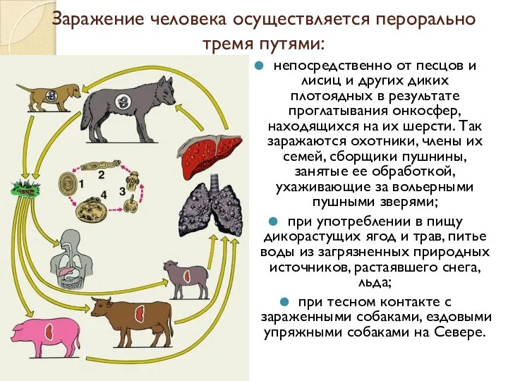 Заражение человека осуществляется перорально тремя путями: непосредственно от песцов и лисиц