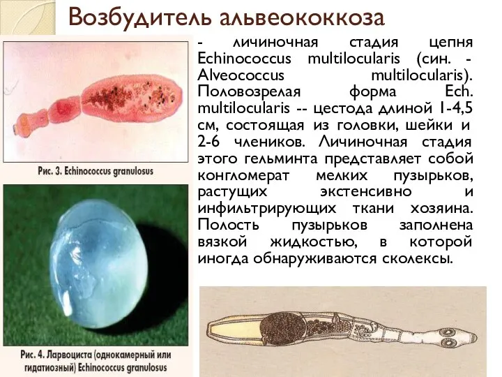 Возбудитель альвеококкоза - личиночная стадия цепня Echinococcus multilocularis (син. - Alveococcus