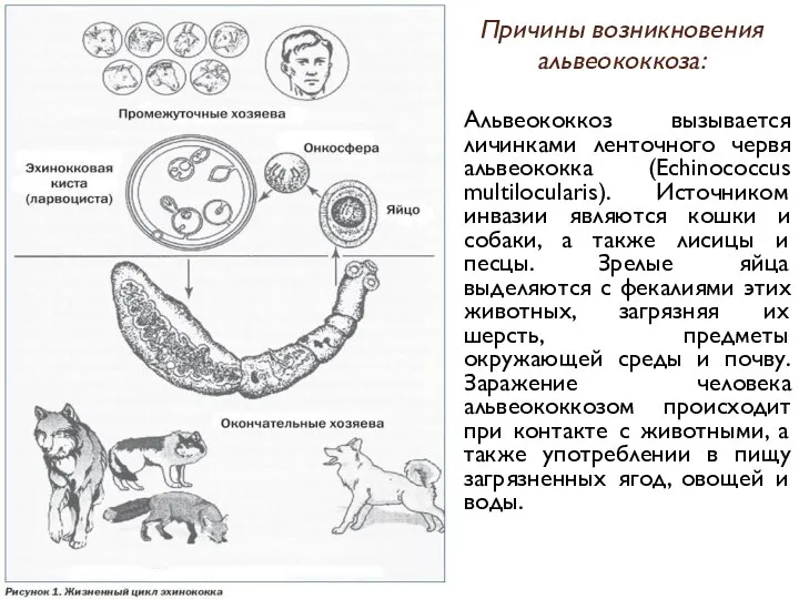 Причины возникновения альвеококкоза: Альвеококкоз вызывается личинками ленточного червя альвеококка (Echinococcus multilocularis).