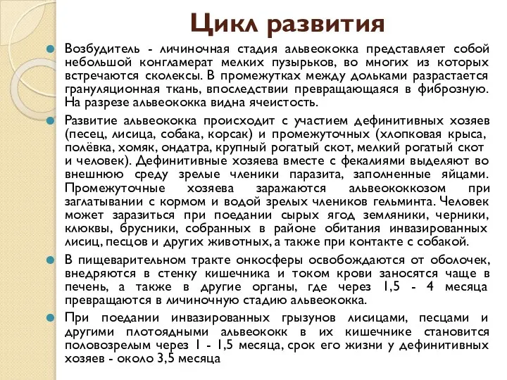 Цикл развития Возбудитель - личиночная стадия альвеококка представляет собой небольшой конгламерат