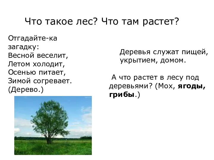 Что такое лес? Что там растет? Отгадайте-ка загадку: Весной веселит, Летом