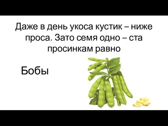 Даже в день укоса кустик – ниже проса. Зато семя одно – ста просинкам равно Бобы