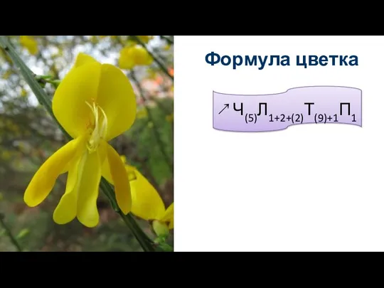 ↗ Ч(5)Л1+2+(2)Т(9)+1П1 Формула цветка