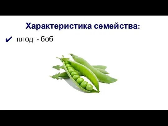 Характеристика семейства: плод - боб