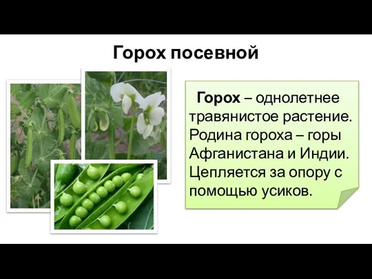 Горох посевной Горох – однолетнее травянистое растение. Родина гороха – горы