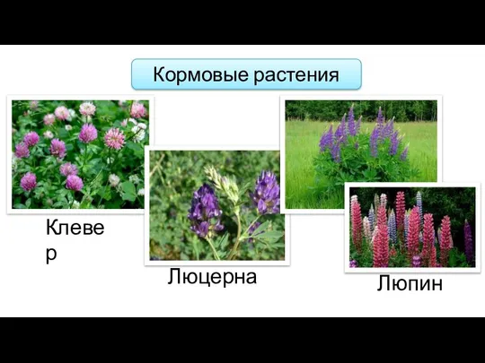 Кормовые растения Клевер Люцерна Люпин