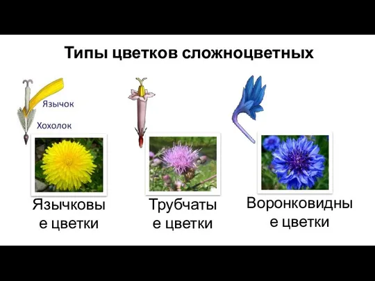 Типы цветков сложноцветных Язычковые цветки Трубчатые цветки Воронковидные цветки