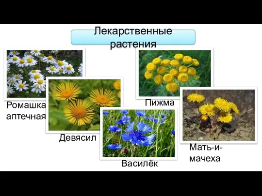 Лекарственные растения Ромашка аптечная Девясил Василёк Пижма Мать-и-мачеха