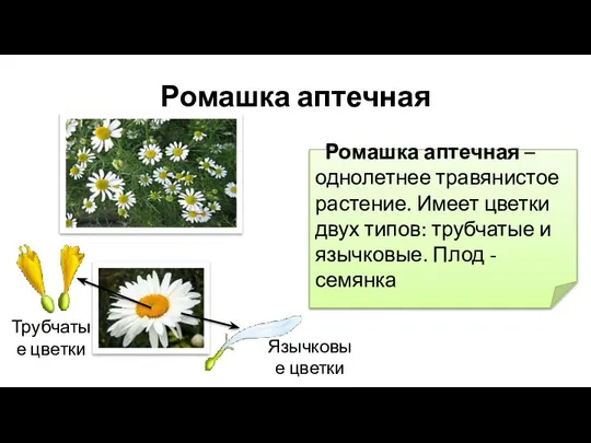 Ромашка аптечная Ромашка аптечная – однолетнее травянистое растение. Имеет цветки двух