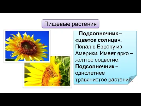 Пищевые растения Подсолнечник – «цветок солнца». Попал в Европу из Америки.