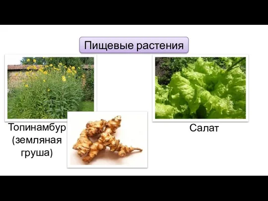 Пищевые растения Топинамбур (земляная груша) Салат