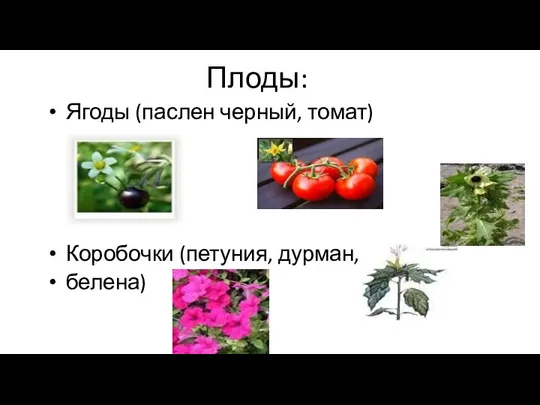 Плоды: Ягоды (паслен черный, томат) Коробочки (петуния, дурман, белена)