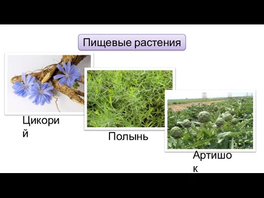 Пищевые растения Цикорий Полынь Артишок