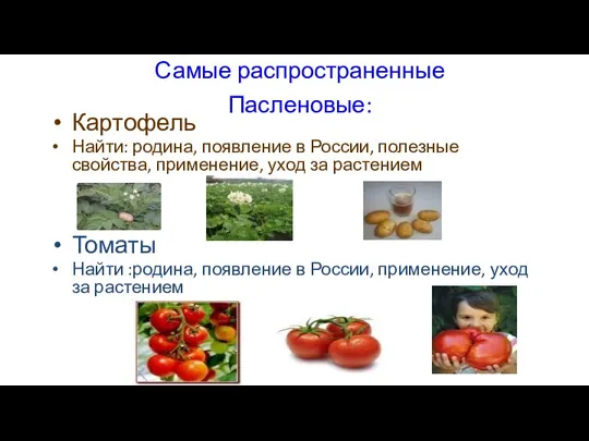 Самые распространенные Пасленовые: Картофель Найти: родина, появление в России, полезные свойства,