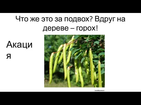 Что же это за подвох? Вдруг на дереве – горох! Акация