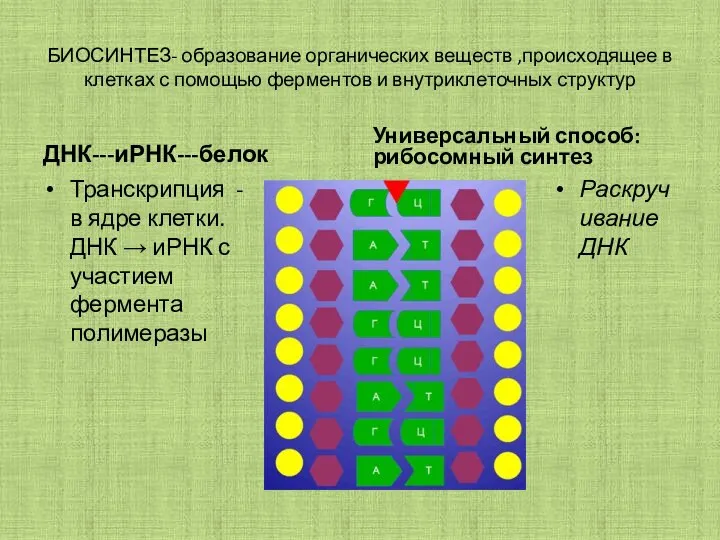 БИОСИНТЕЗ- образование органических веществ ,происходящее в клетках с помощью ферментов и