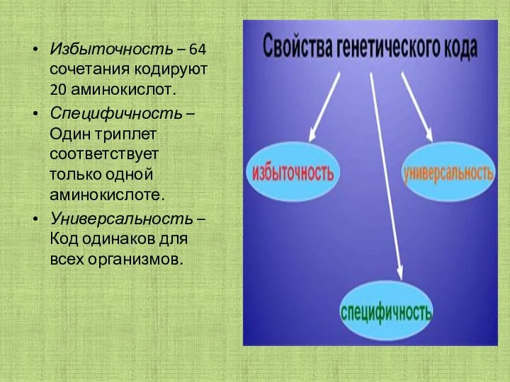 Избыточность – 64 сочетания кодируют 20 аминокислот. Специфичность – Один триплет