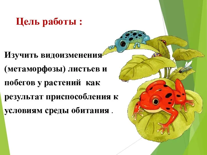 Цель работы : Изучить видоизменения (метаморфозы) листьев и побегов у растений