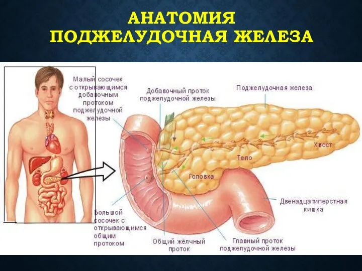 АНАТОМИЯ ПОДЖЕЛУДОЧНАЯ ЖЕЛЕЗА