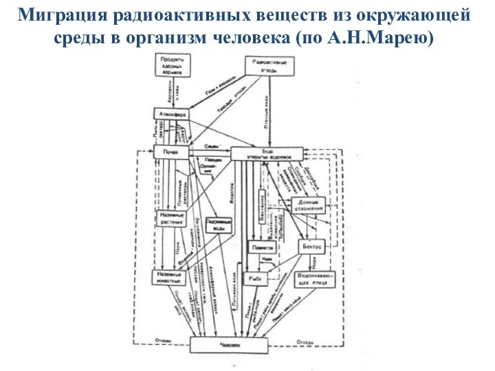 Миграция радиоактивных веществ из окружающей среды в организм человека (по А.Н.Марею)