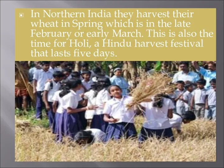 In Northern India they harvest their wheat in Spring which is