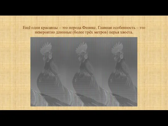 Ещё одни красавцы – это порода Феникс. Главная особенность – это