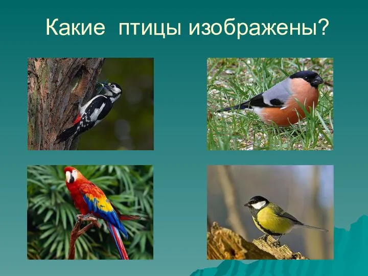 Какие птицы изображены?