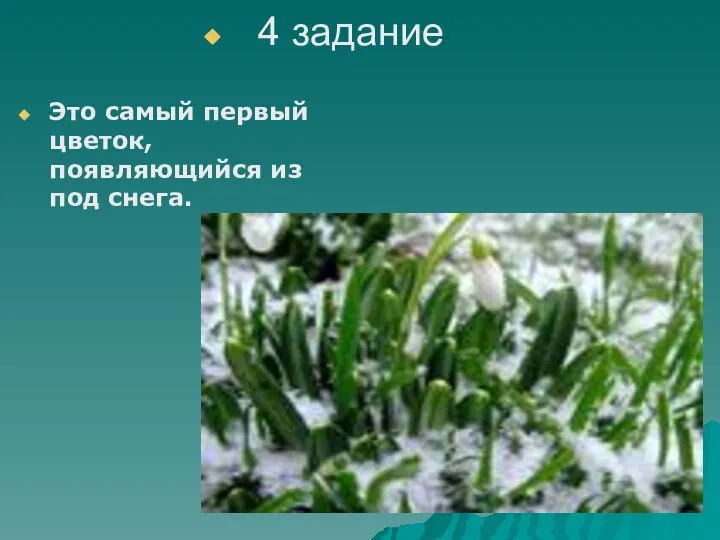 Это самый первый цветок, появляющийся из под снега. 4 задание