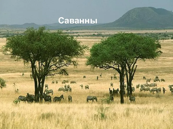 Саванны