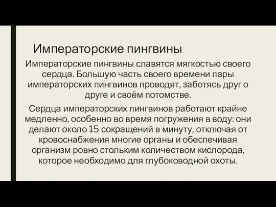 Императорские пингвины Императорские пингвины славятся мягкостью своего сердца. Большую часть своего