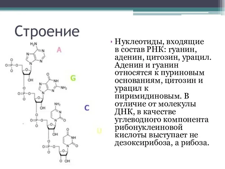 Строение Нуклеотиды, входящие в состав РНК: гуанин, аденин, цитозин, урацил. Аденин