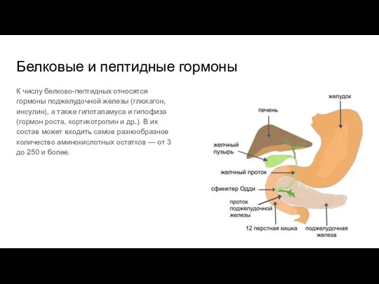 Белковые и пептидные гормоны К числу белково-пептидных относятся гормоны поджелудочной железы