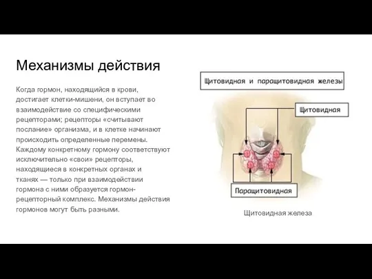 Механизмы действия Когда гормон, находящийся в крови, достигает клетки-мишени, он вступает