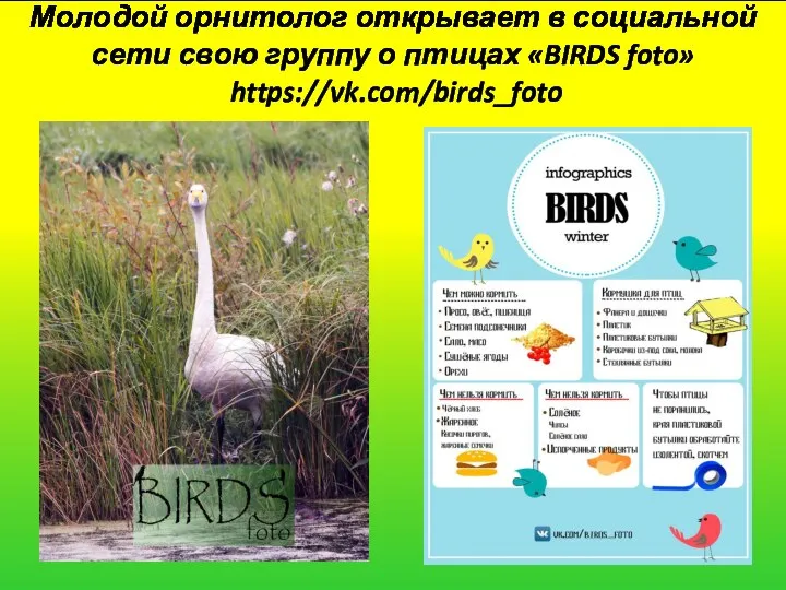 Молодой орнитолог открывает в социальной сети свою группу о птицах «BIRDS foto» https://vk.com/birds_foto