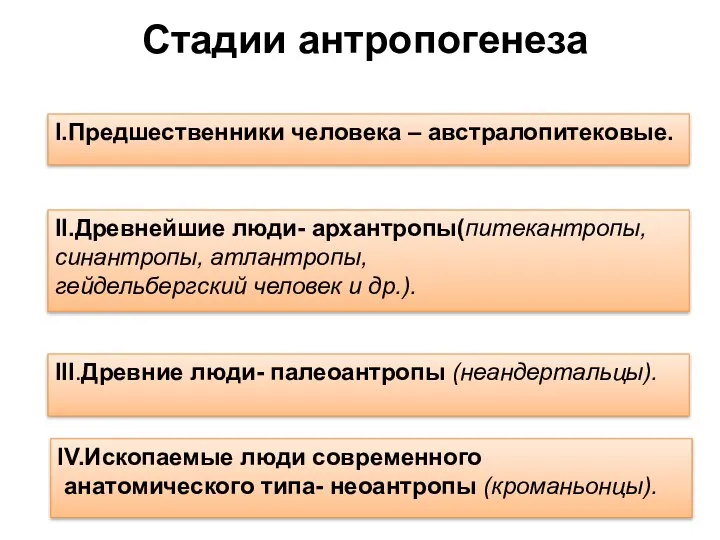 Стадии антропогенеза I.Предшественники человека – австралопитековые. IV.Ископаемые люди современного анатомического типа-