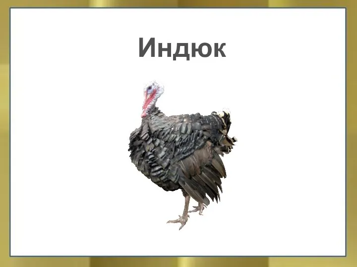 Индюк