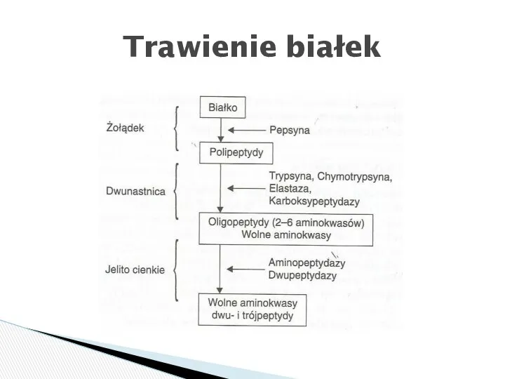 Trawienie białek