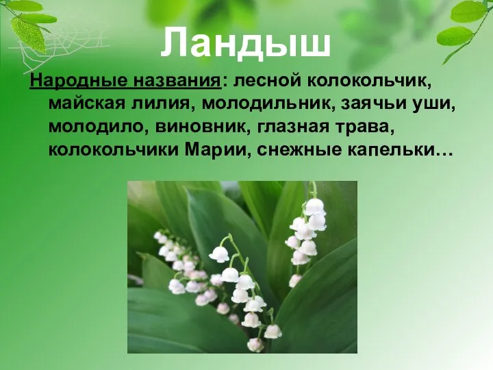 Ландыш Народные названия: лесной колокольчик, майская лилия, молодильник, заячьи уши, молодило,