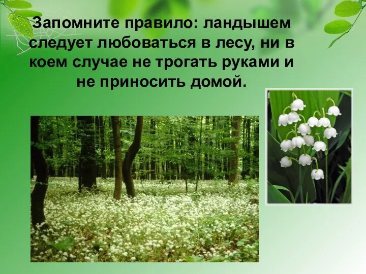 Запомните правило: ландышем следует любоваться в лесу, ни в коем случае