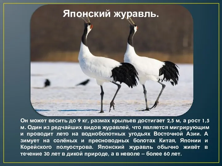 Японский журавль. Он может весить до 9 кг, размах крыльев достигает