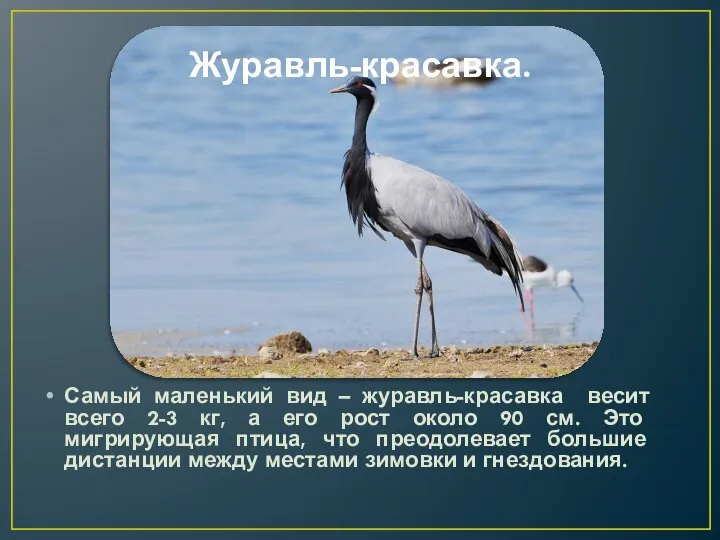 Журавль-красавка. Самый маленький вид – журавль-красавка весит всего 2-3 кг, а