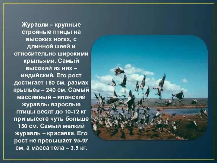 Журавли – крупные стройные птицы на высоких ногах, с длинной шеей