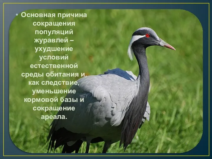 Основная причина сокращения популяций журавлей – ухудшение условий естественной среды обитания